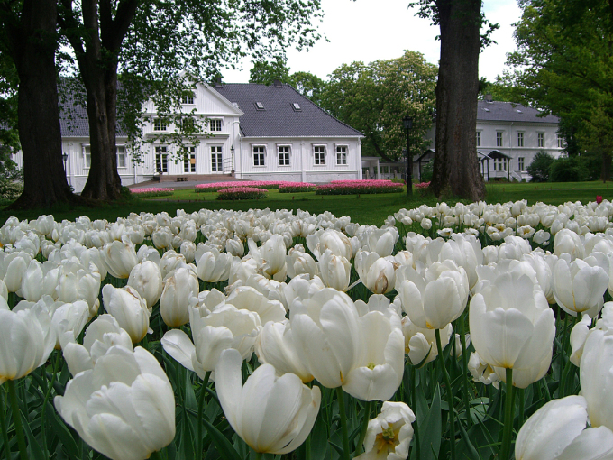 Om våren er det ofte vakre tulipaner utenfor Kongsgården. Foto: Ole Johan Hildre, Det kongelige hoff